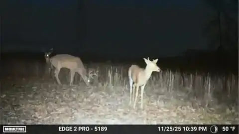 Customer trail-camera photo submitted with Jennifer H.'s review: a buck and a doe at night, 11/25/25