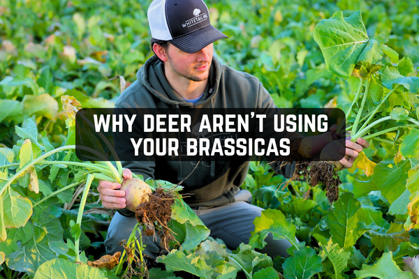 Why Deer Aren't Using Your Brassicas