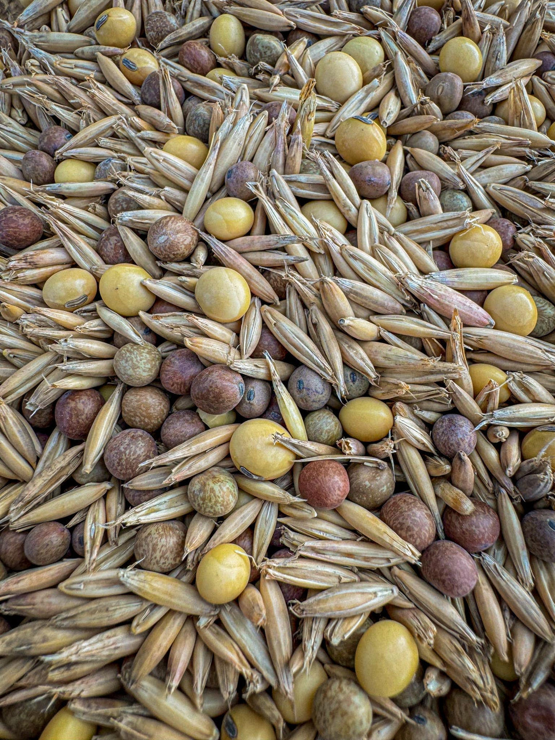 Best Fall Food Plot Seed for Deer (And What to Leave on the Shelf)