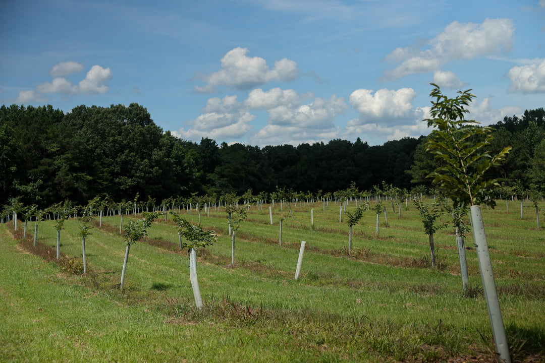 chestnut trees in a chestnut orchard