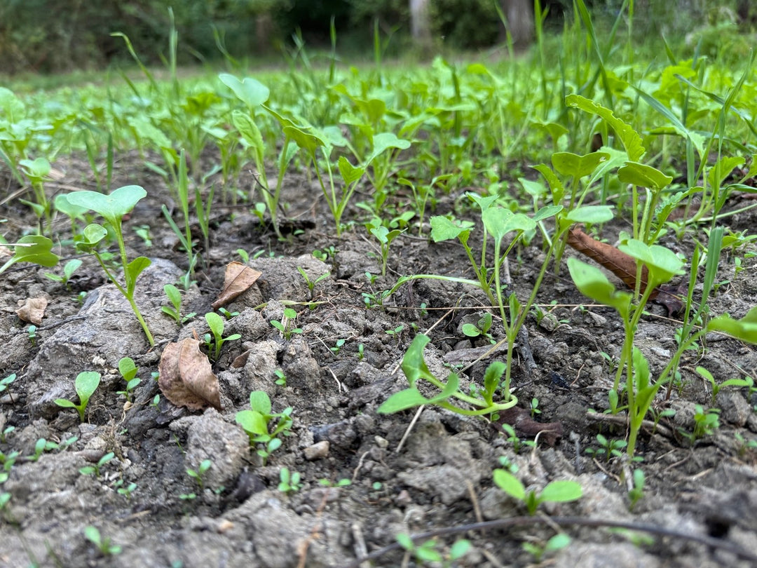 How to Plant a Food Plot Without Tilling (No Tractor Required)