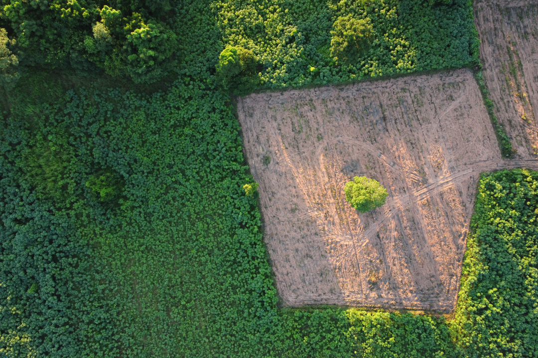 food plot in alabama 
