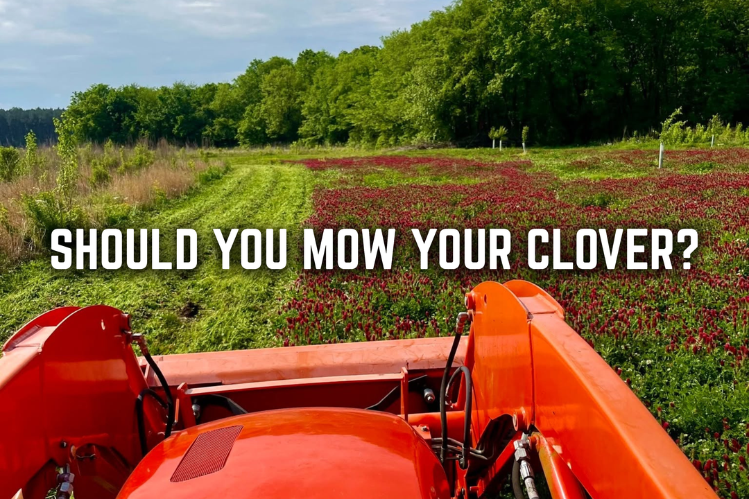 Should You Mow Clover Food Plots? When to Mow, When to Wait, and the Biggest Mistakes to Avoid