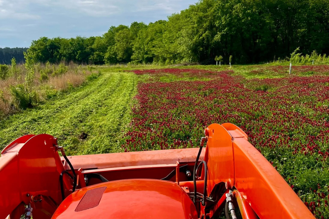 Should You Mow Clover Food Plots? When to Mow, When to Wait, and the Biggest Mistakes to Avoid