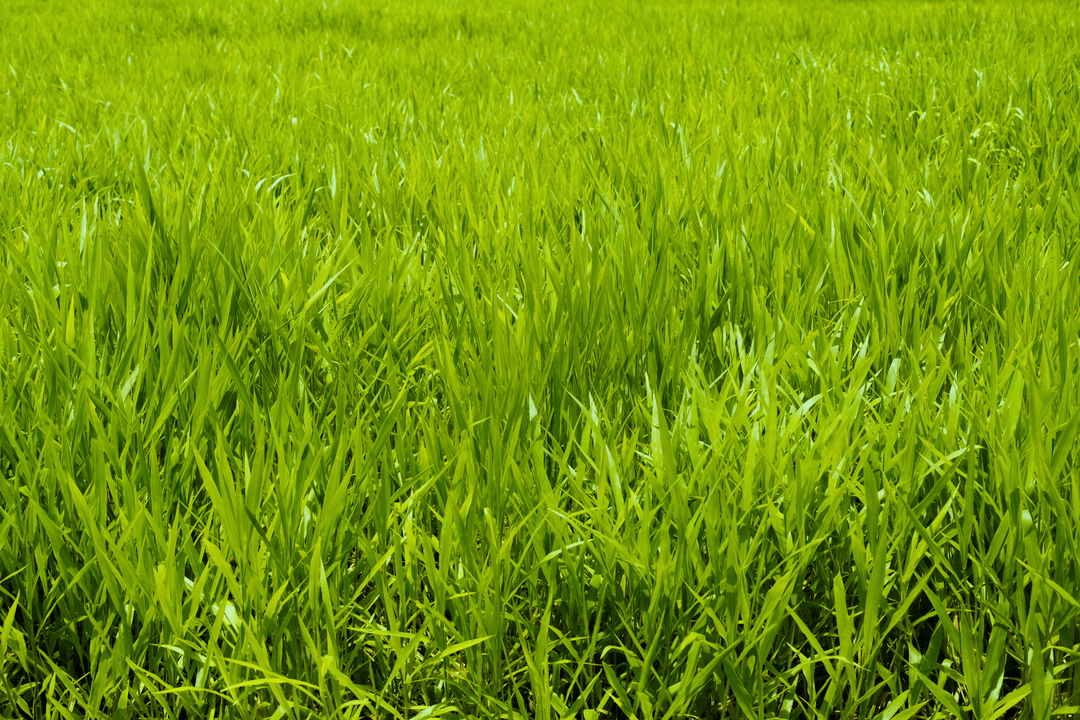Why Ryegrass Is One of the Worst Things You Can Plant in a Food Plot