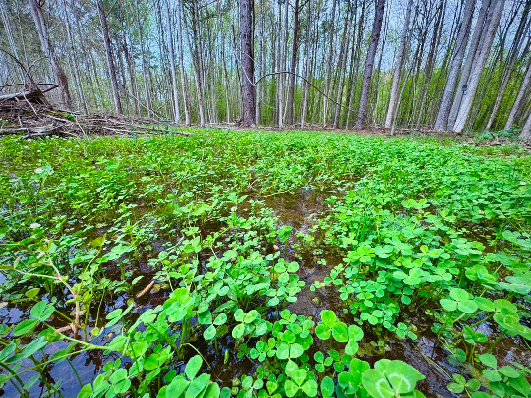 How to Plant a Food Plot on Wet or Shady Ground