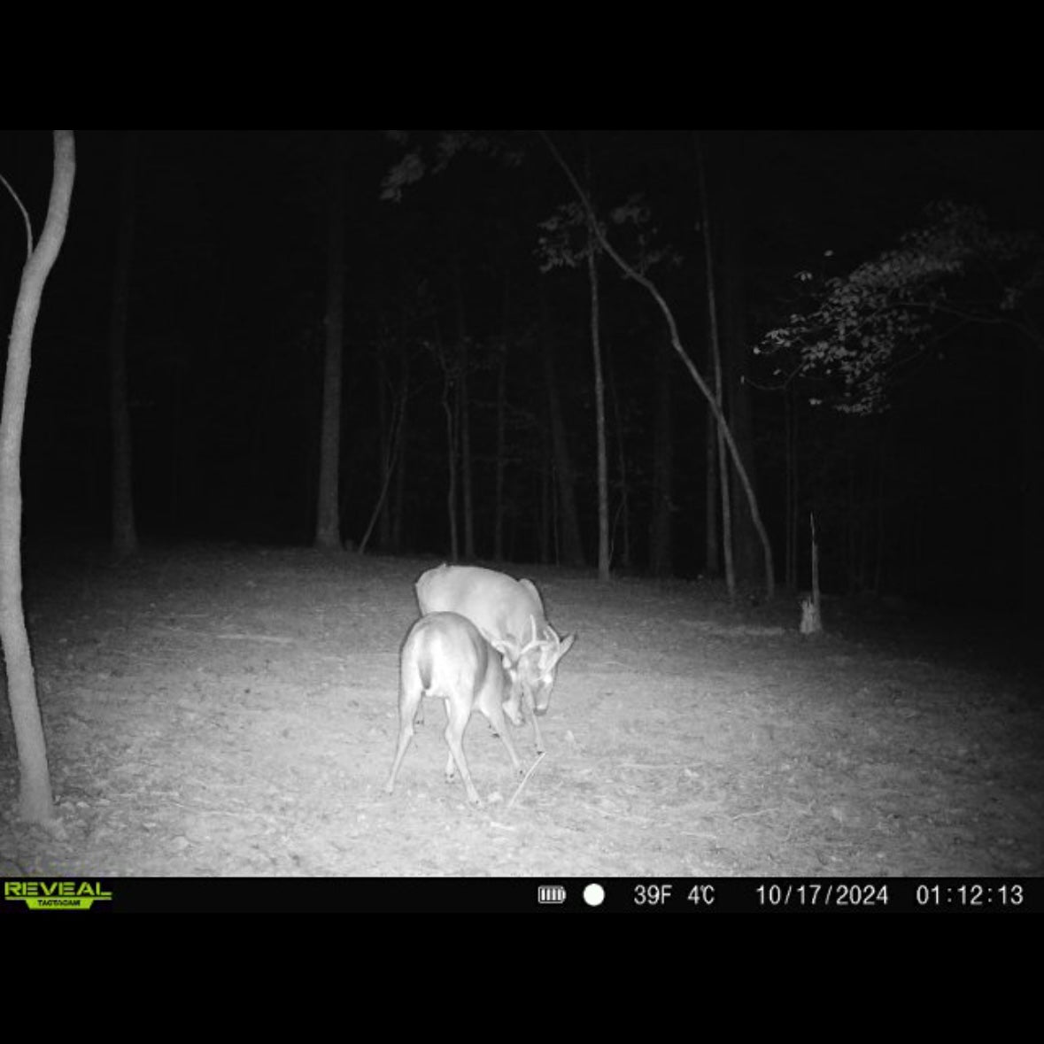 Antler IV Mineral Attractant – Whitetail Hill