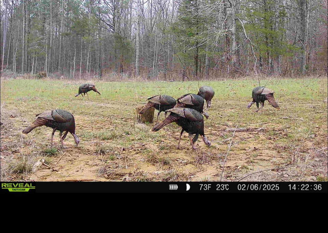 Bucks and Beards