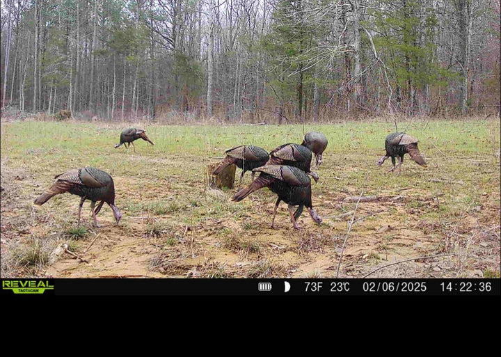 Bucks and Beards