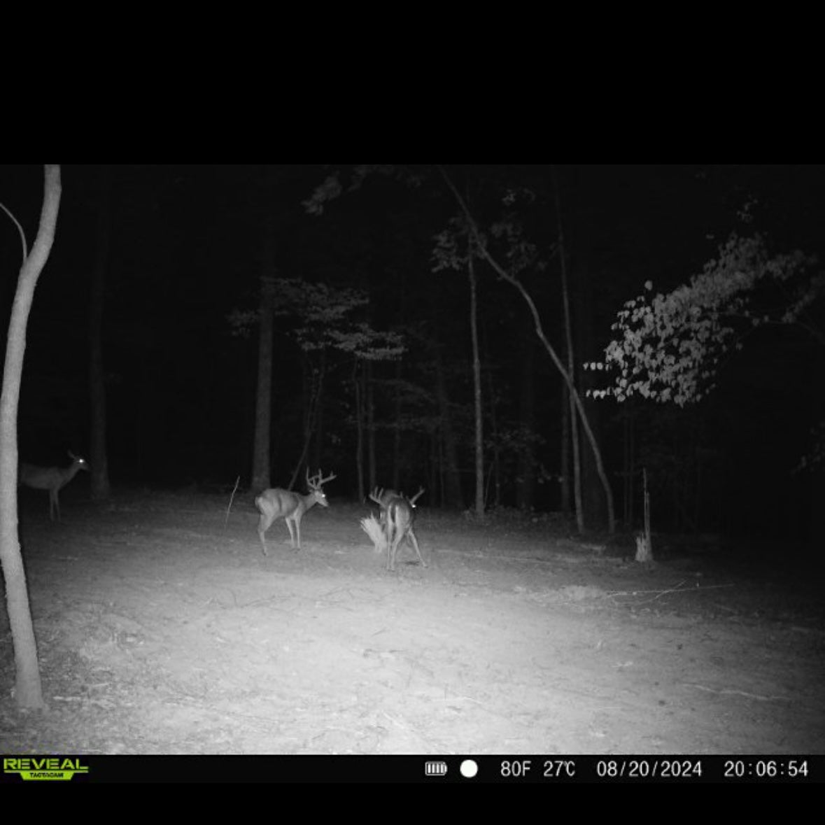 ユ*ウ様 matolite deerskin nubuck food マトライト matolite deerskin nubuck food マトライト 一太郎