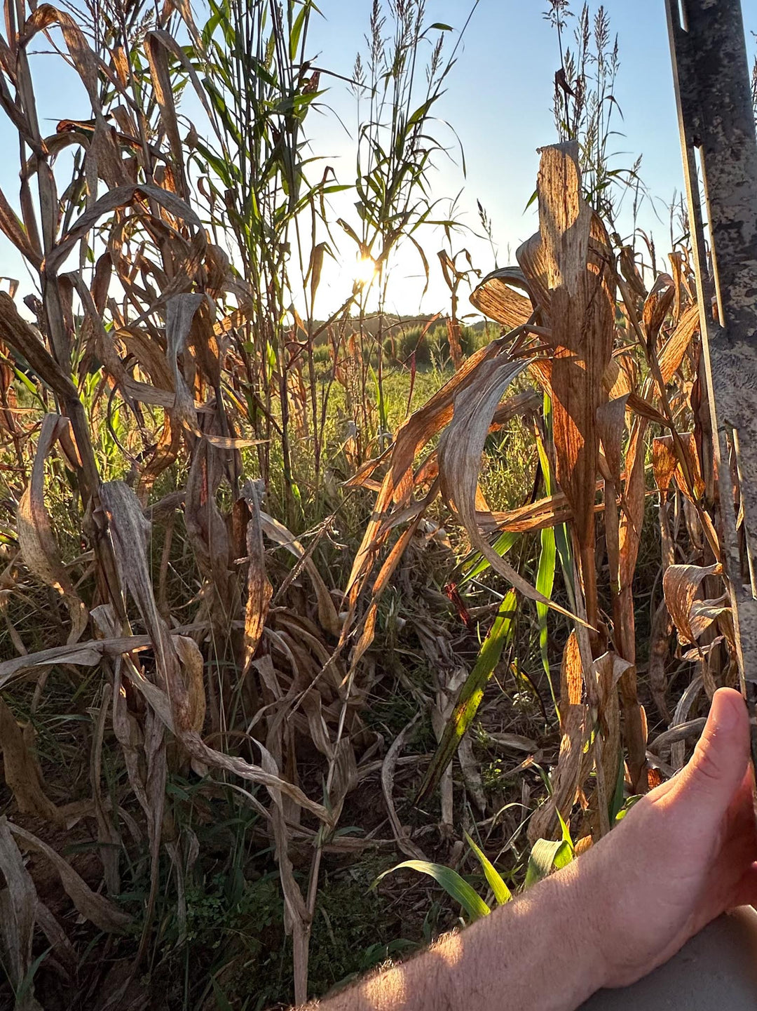 Dove & Quail Plot