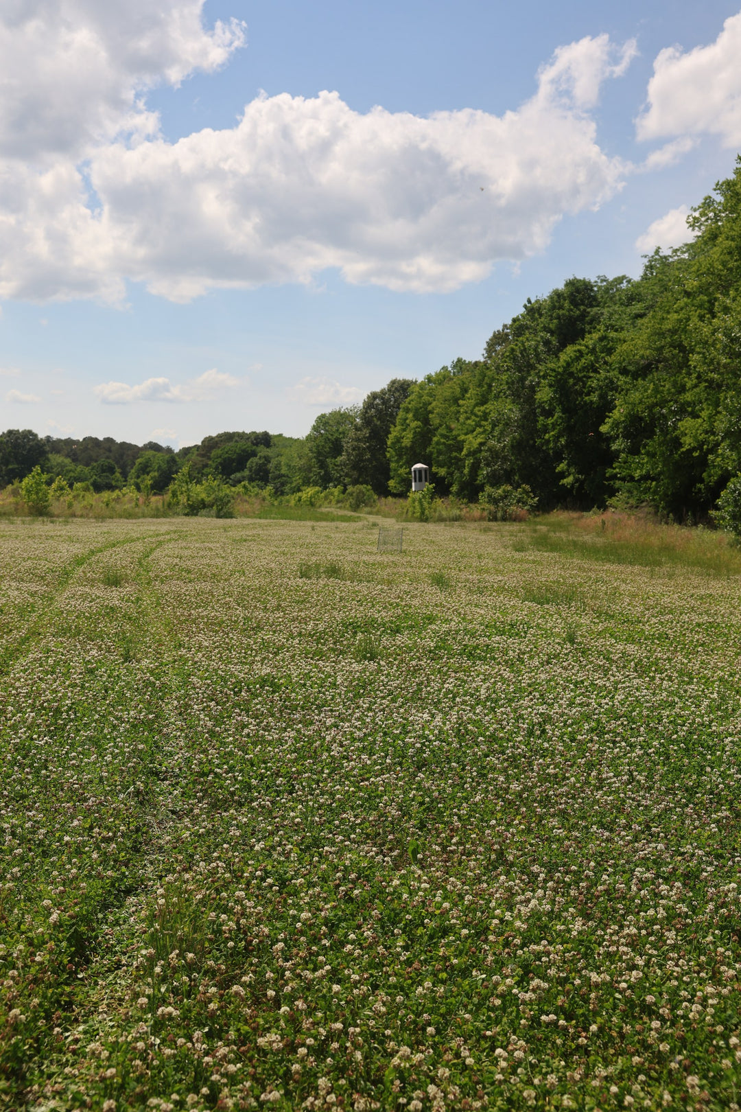 Whitetail Hill Clover