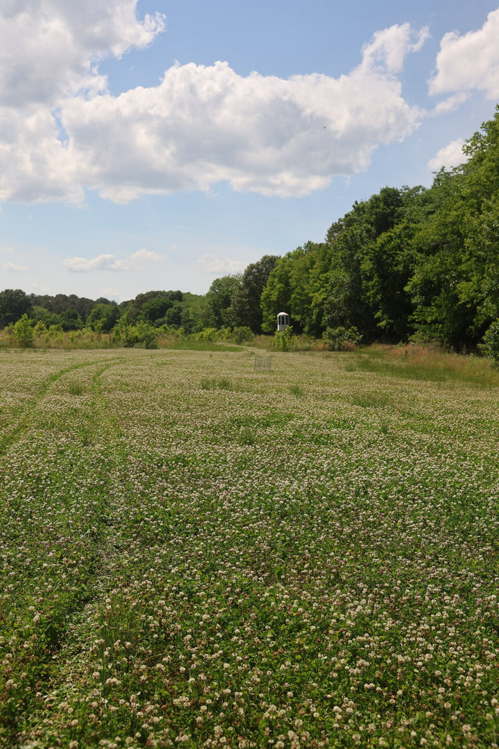Whitetail Hill Clover