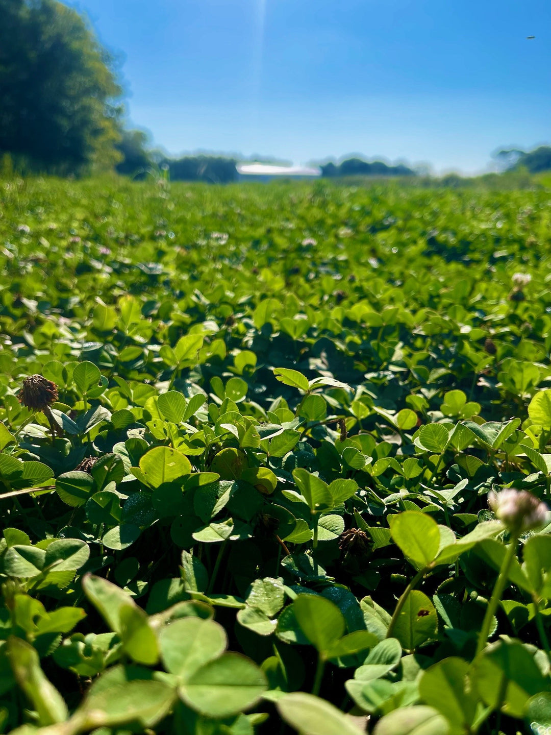 Whitetail Hill Clover