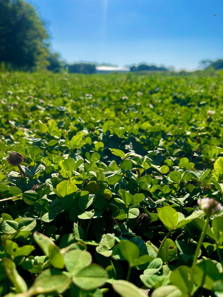 Whitetail Hill Clover