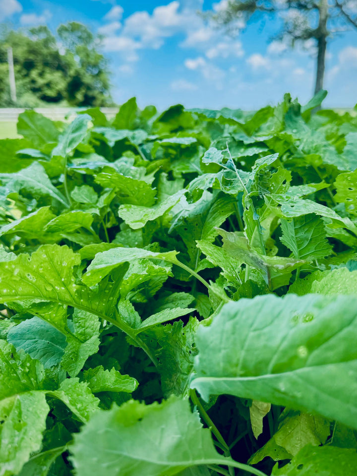 Late Season Brassicas