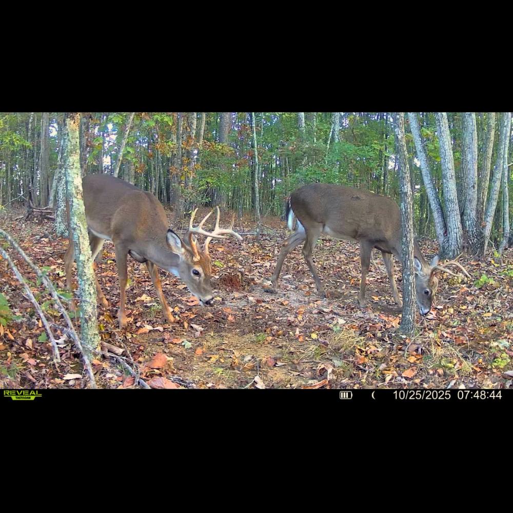 Mast Magnet deer attractant bag