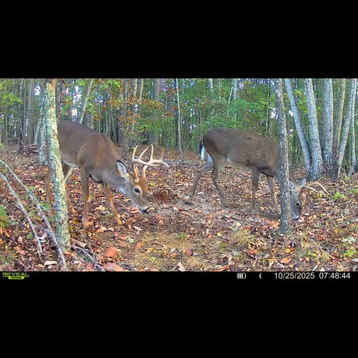Mast Magnet deer attractant bag
