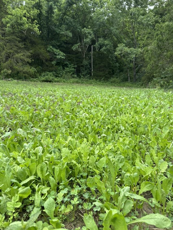 No Till No Problem