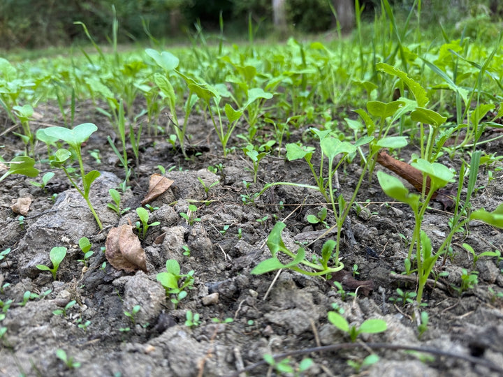 No Till No Problem