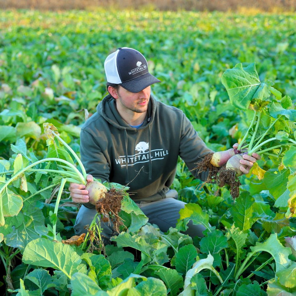 Late Season Brassicas