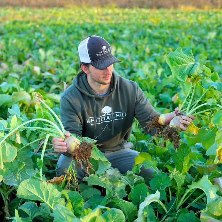 Late Season Brassicas