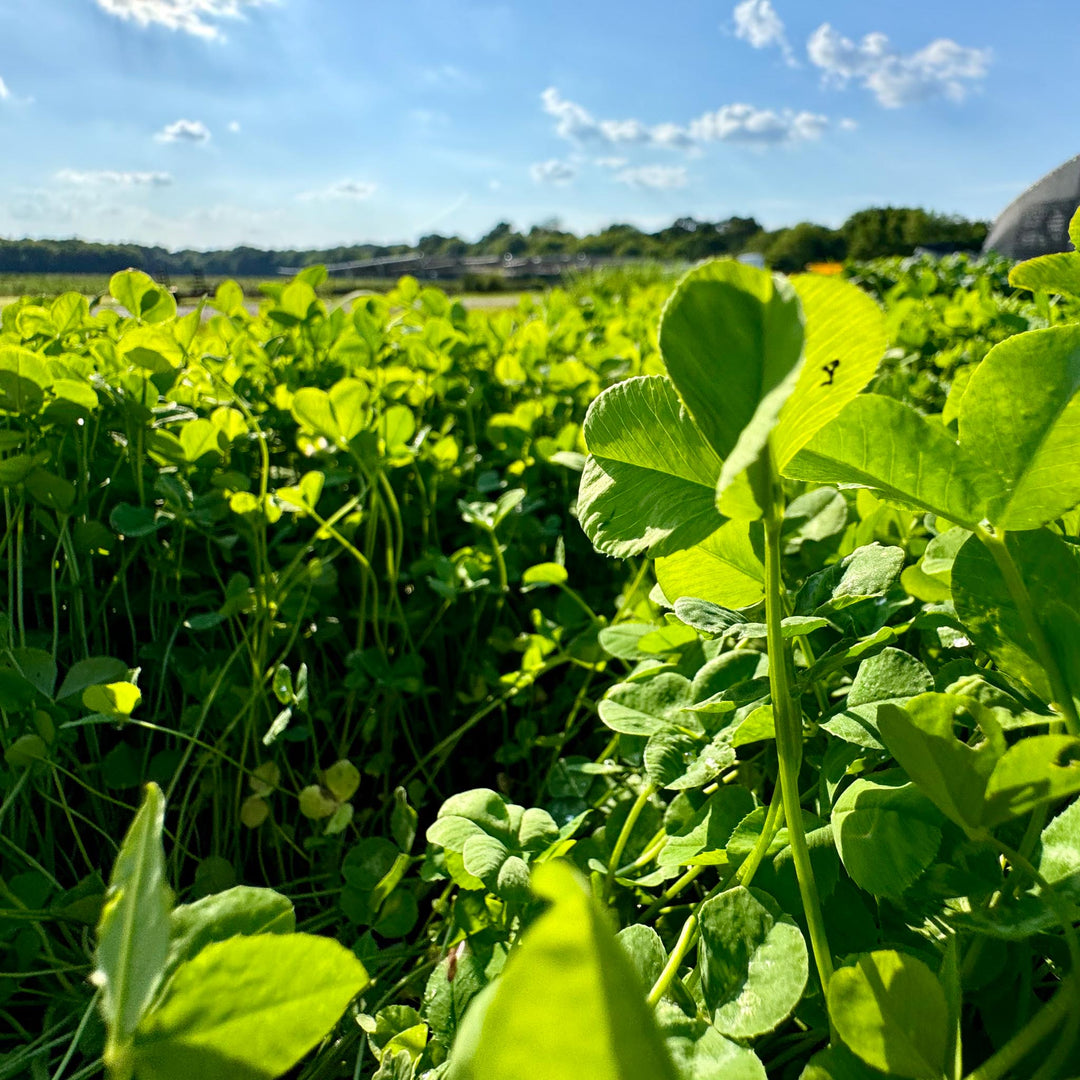 Whitetail Hill Clover