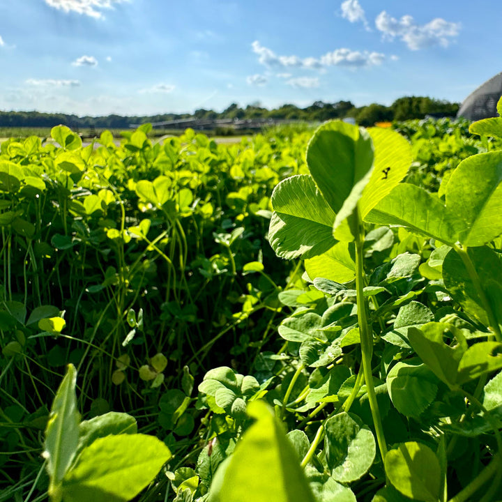 Whitetail Hill Clover