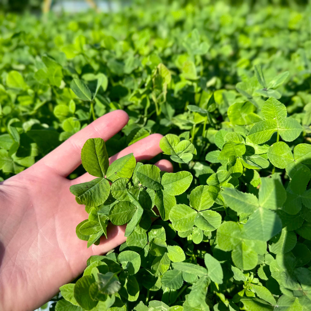 Whitetail Hill Clover