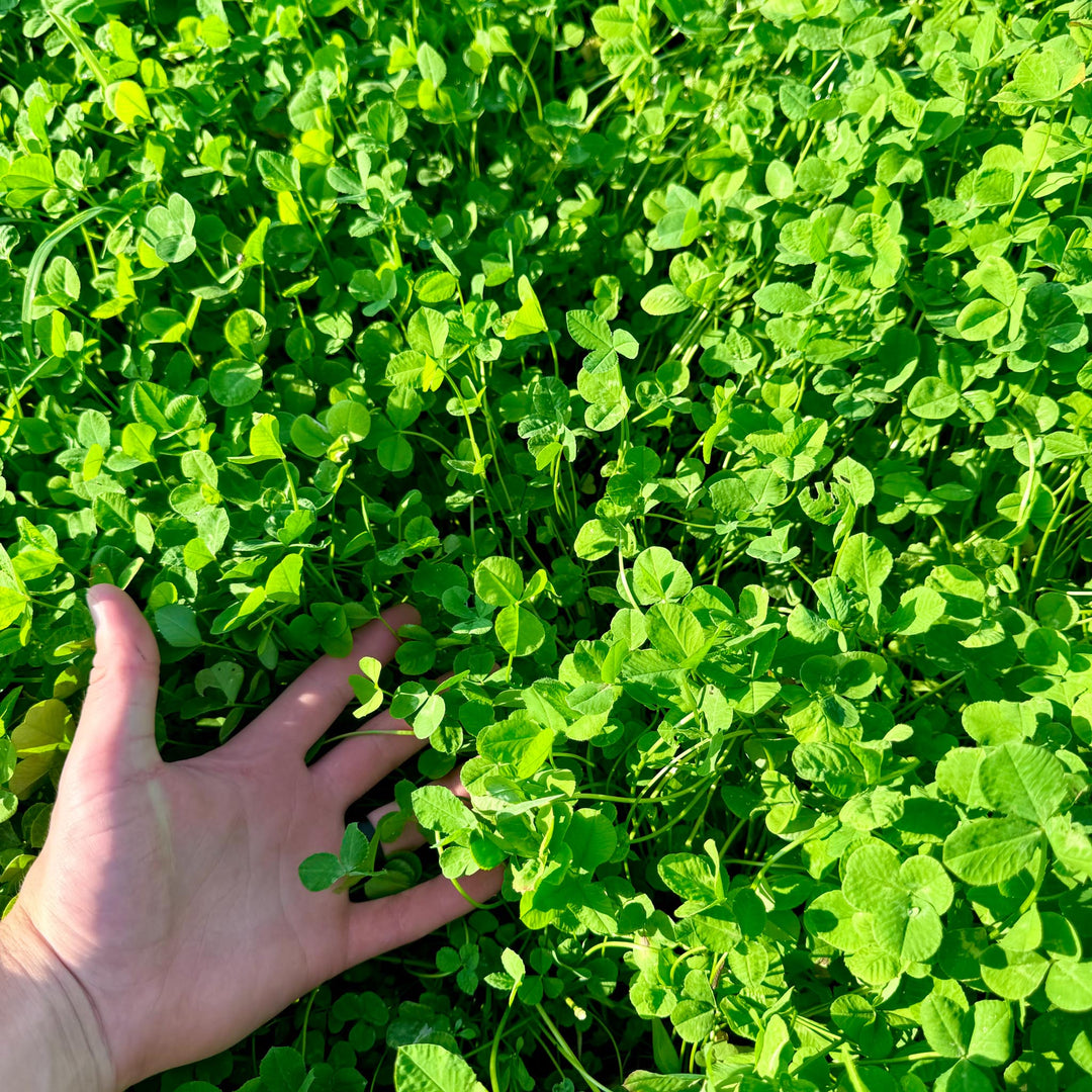 Whitetail Hill Clover