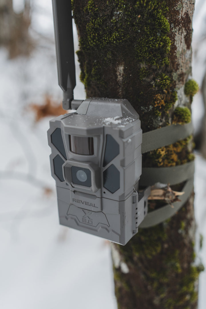 REVEAL X 3.0 on a tree in winter