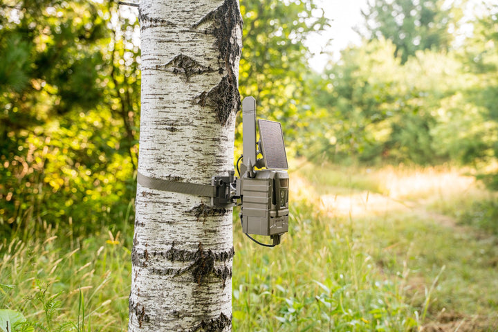 REVEAL Pro 4.0 Solar watching a trail from a birch tree