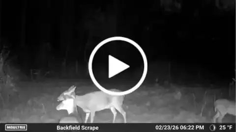 Still from Bradley H.'s trail-camera video review: deer on a scrape at night
