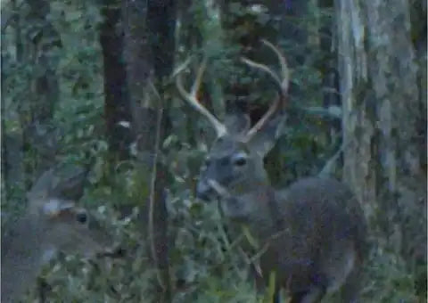 Customer trail-camera photo submitted with Doug W.'s review: a buck in the woods at dusk